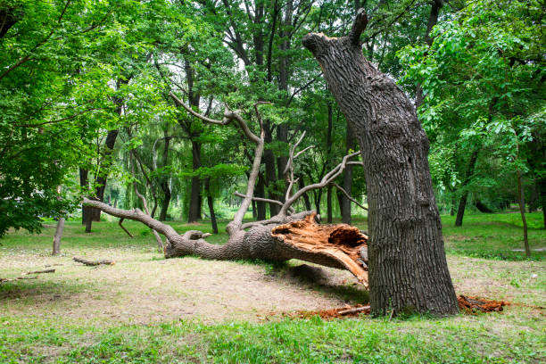 How Our Tree Care Process Works  in  Saddle River, NJ